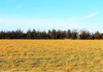 140 Acre Irrigated Farm Land – Vale