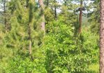 2 Acre Wooded Lot in Eagle Ridge II – Spearfish